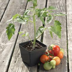 4" Tomato Plant (pick up only) KB Depot Express