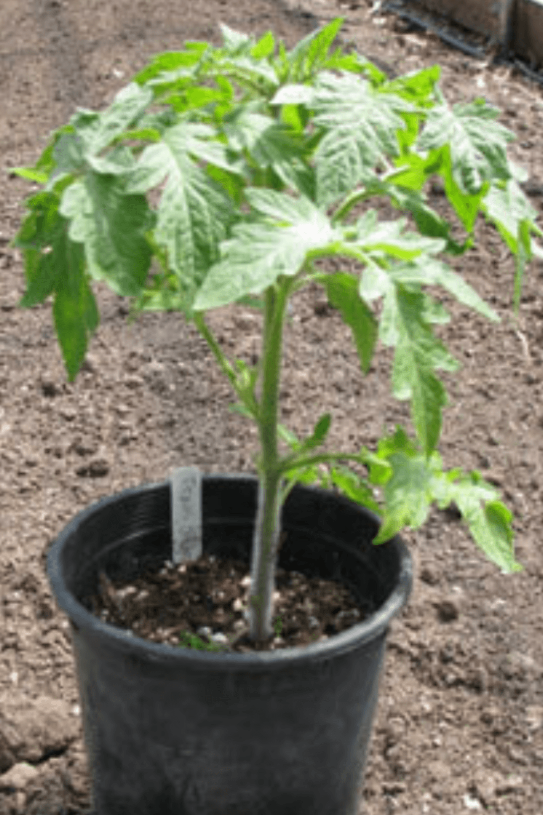 Tomato Plant 1 gallon (pick up only) bedding out plants Vanderwees