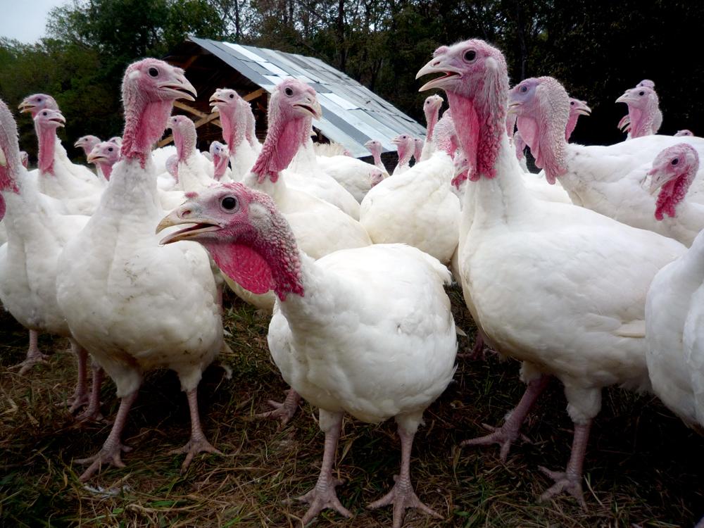 Turkey (Large White) Chicks KB Depot Express