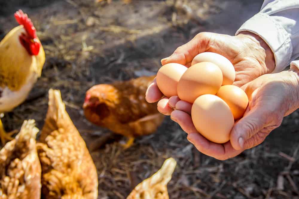 Egg Layer Variety (Our Choice of 3 Breeds)