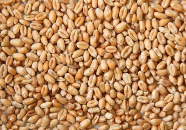 Whole Wheat - Cleaned Livestock Feed Jones Feed Mill