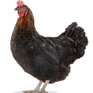 Noiran Chicks (Dark Brown Eggs)