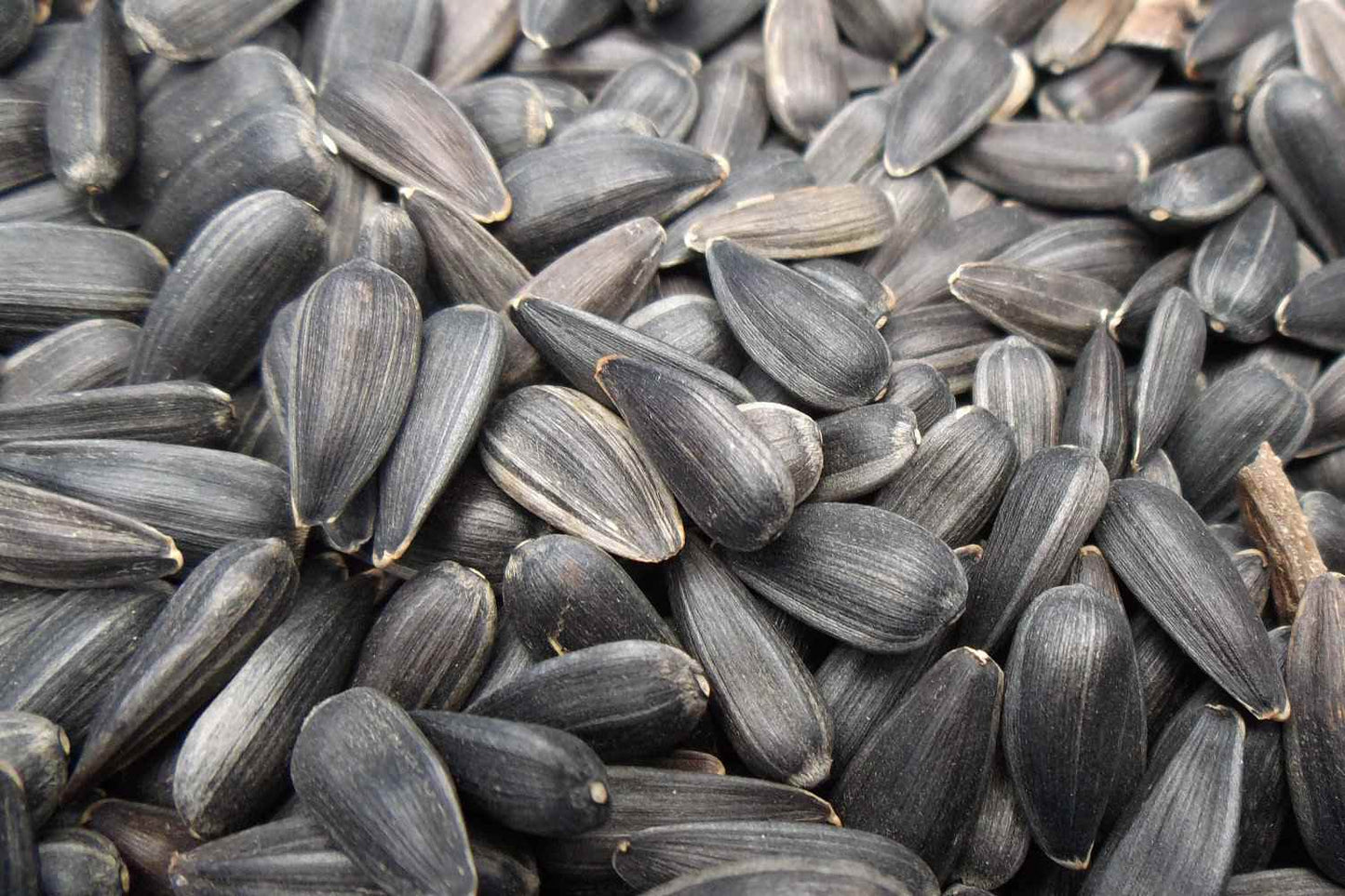 Black Oil Sunflower Seeds 50lb