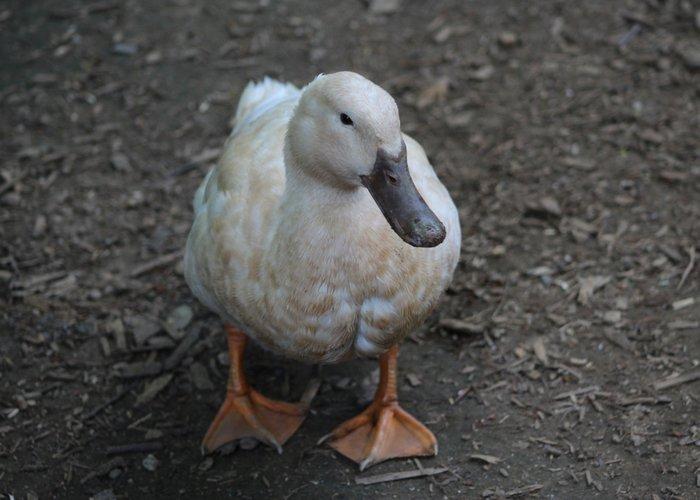 Buff Orpington Ducks Unsexed Exotic Chicks Performance Poultry
