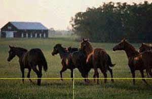 TAPE ELEC FENCE 1-1/2IINX200FT Fencing Parker mccrory mfg. 