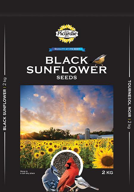 Black Sunflower Seed Sunflower Seeds Picardie 