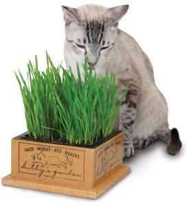 Smart Cat Kittys Garden Cat