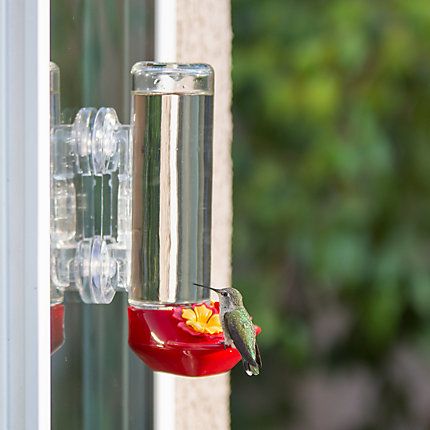 Perky-Pet Window Mounted Glass Hummingbird Feeder