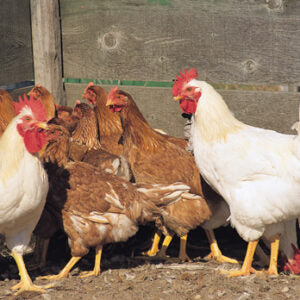 Special Dual Purpose Chicks (Slow Growth Meat Breed)