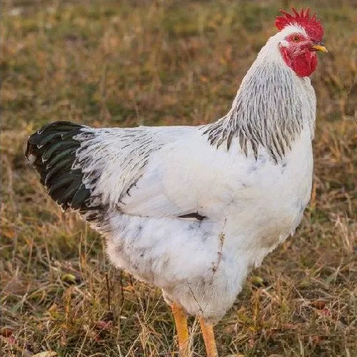 Columbian Rock X Chicks