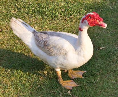 White Muscovy Ducklings