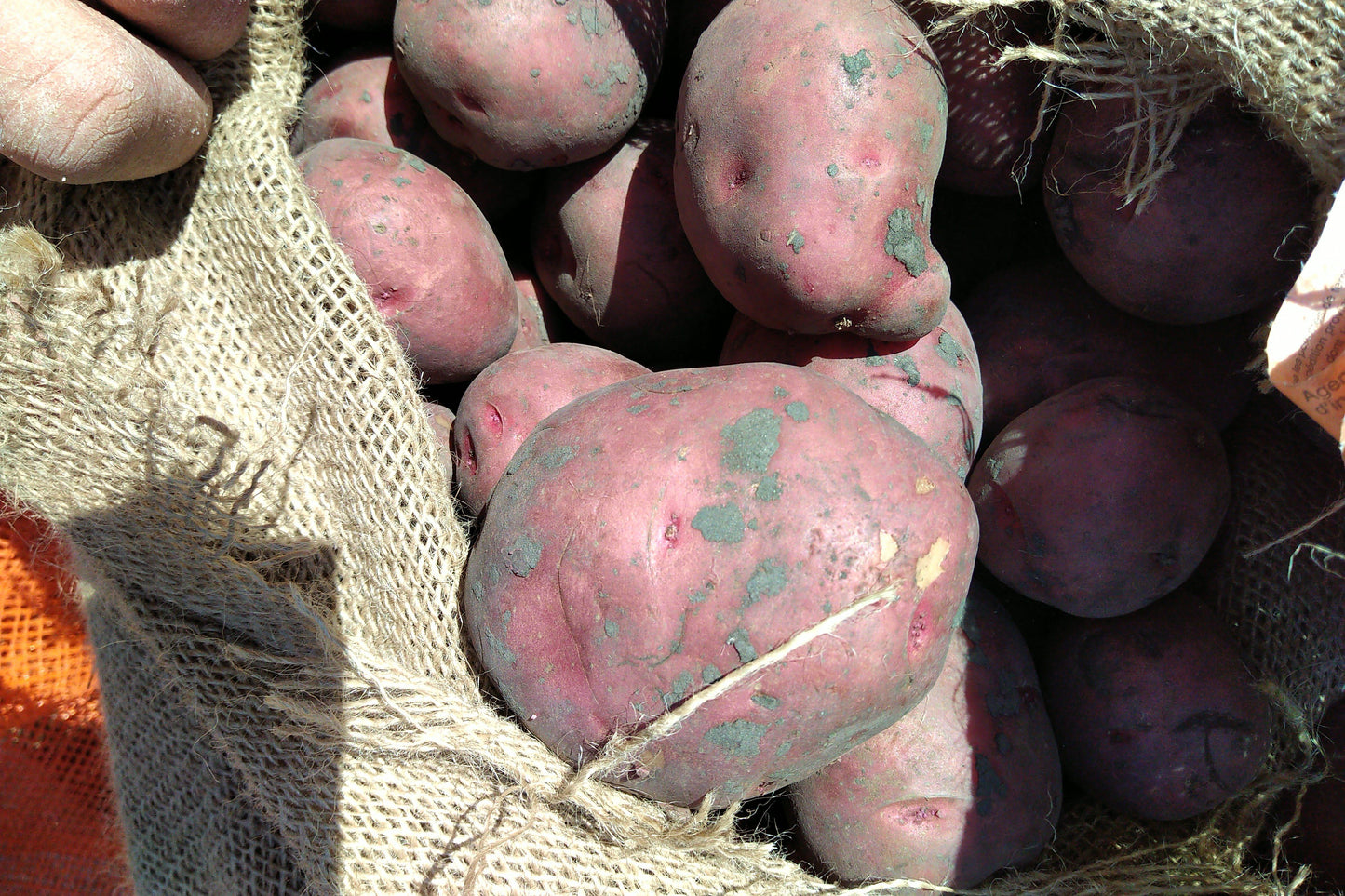Potatoes 50lb KB Depot Express 