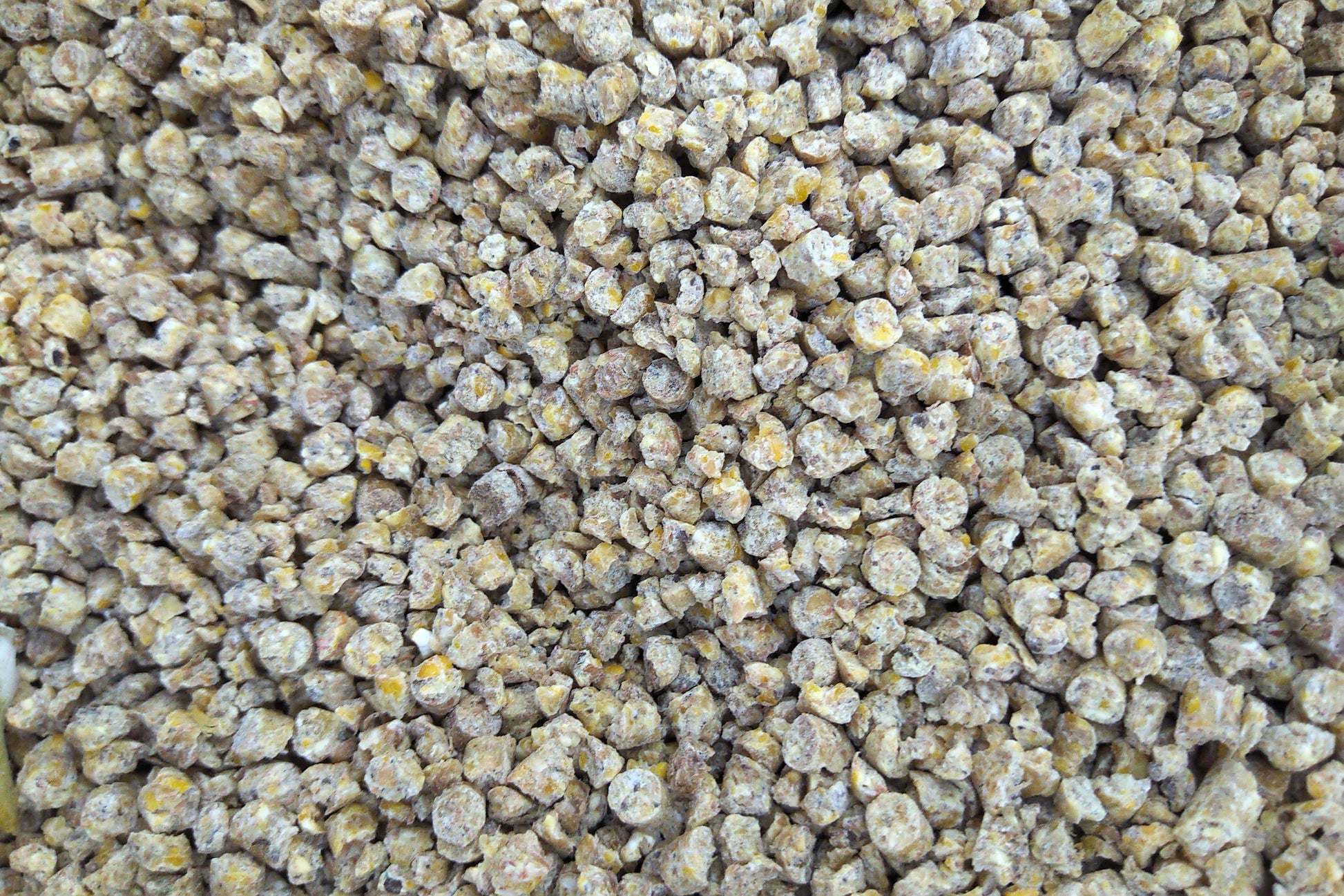 Layer Crumbs 17% NON-GMO Livestock Feed Maitland Natural Valley Feeds 