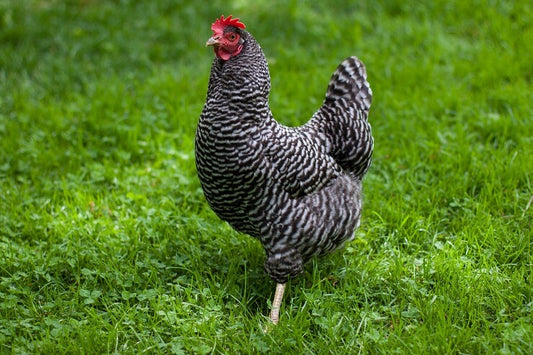 Plymouth Barred Rock
