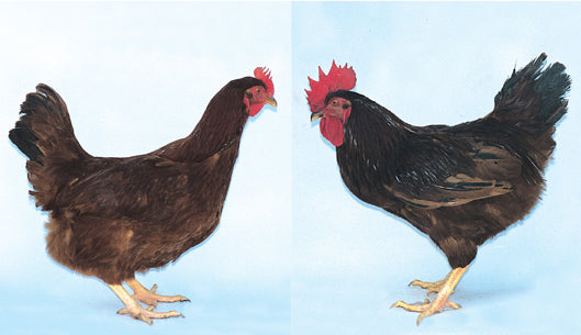 Rhode Island Red Chicks