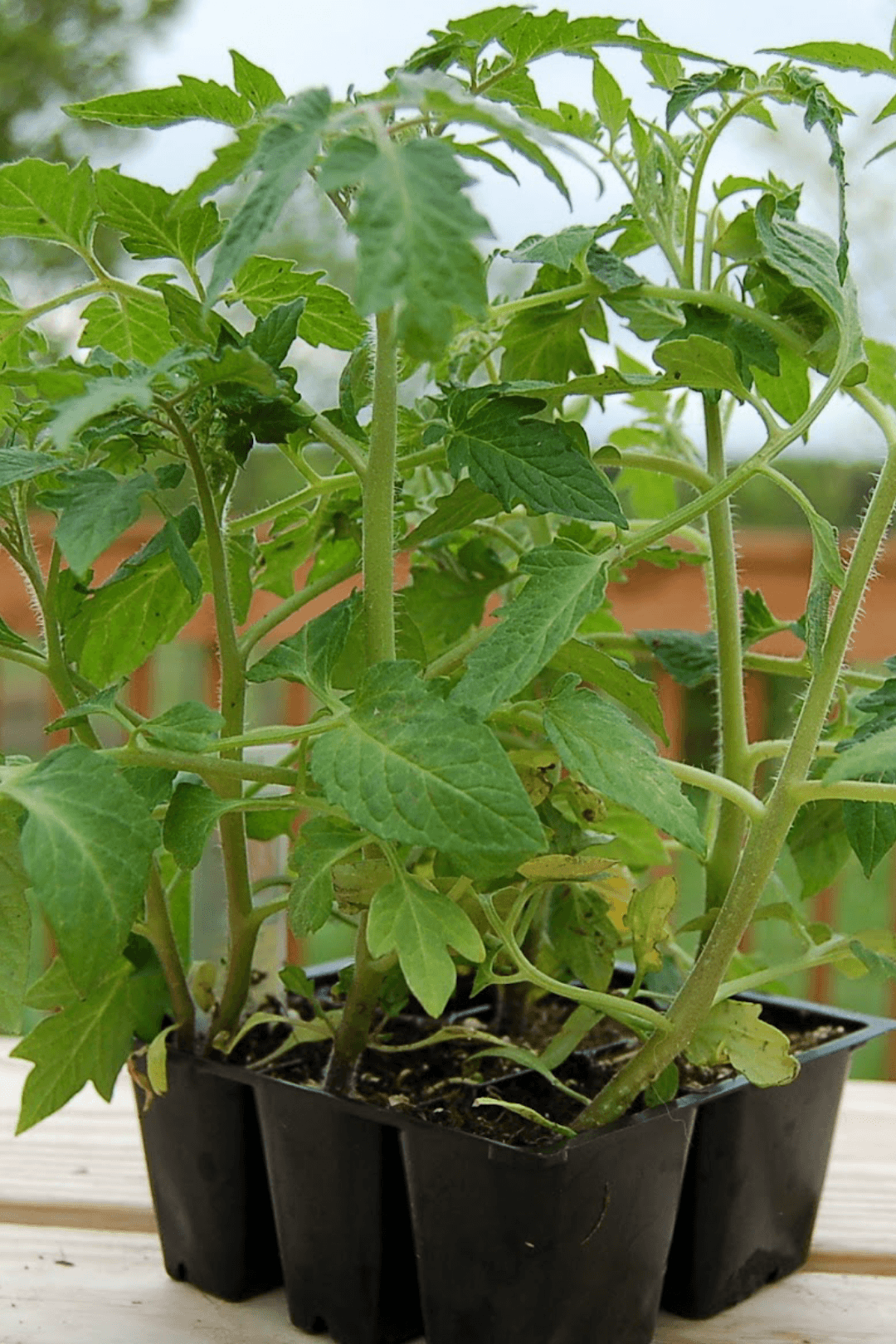Vegetable Pack 6 plants (pick up only) bedding out plants Vanderwees 