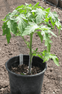 Tomato Plant 1 gallon (pick up only) bedding out plants Vanderwees 