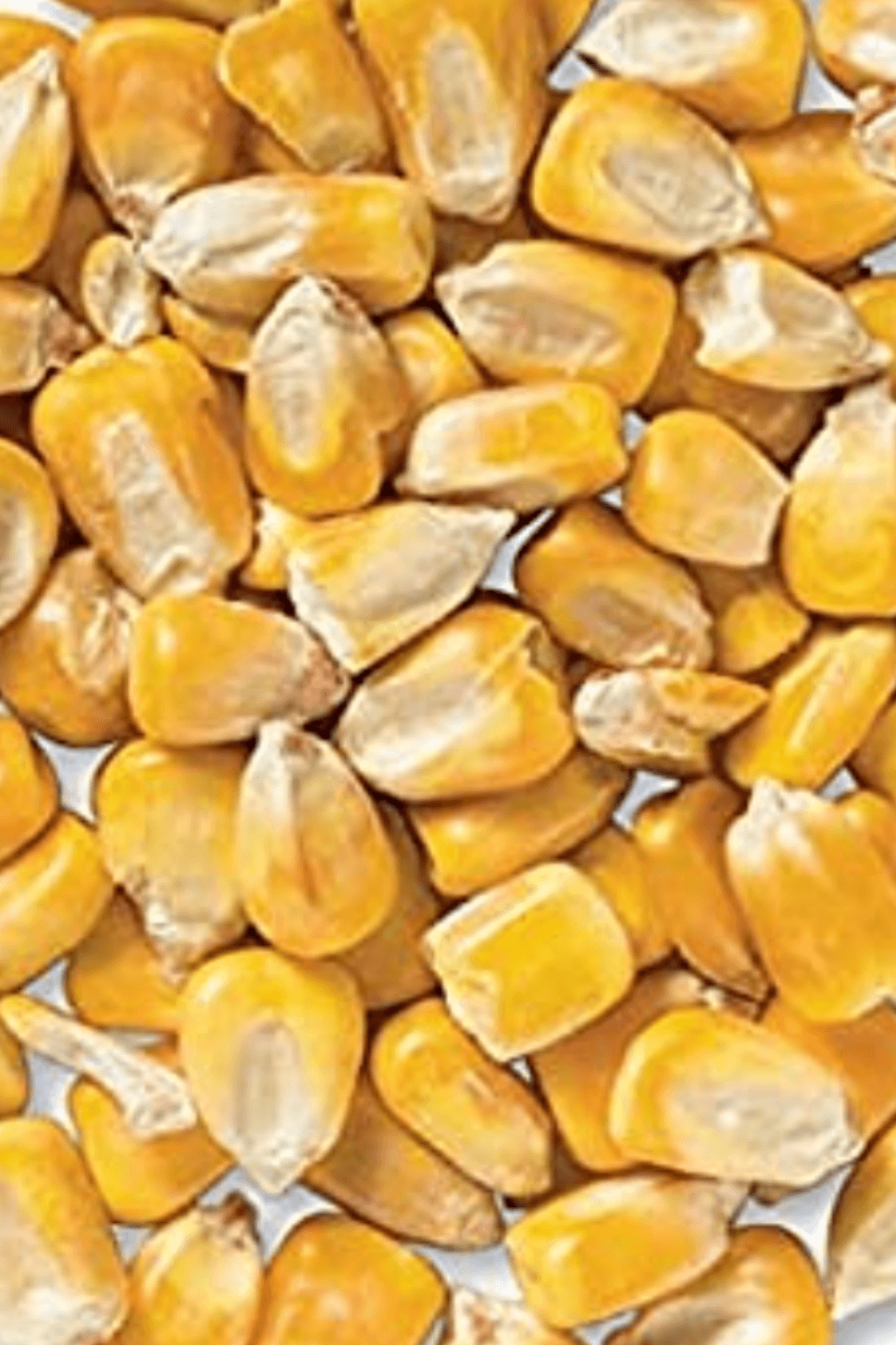 Whole Corn Livestock Feed Jones Feed Mill 