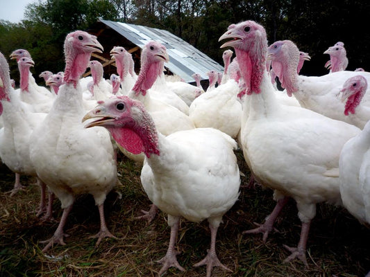 Turkey (Large White) Chicks KB Depot Express 
