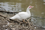 White Muscovy Ducklings