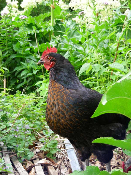Black Sexlink Chicks KB Depot Express 