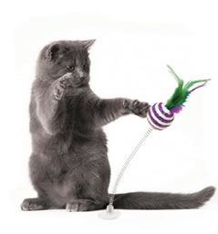 Go Cat Go Spring Time Cat Toy