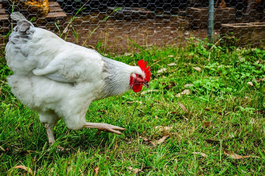 White Leghorn Chicks KB Depot Express 