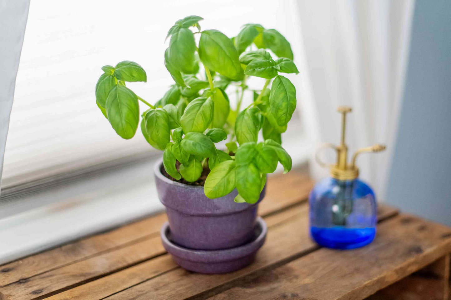 4" Herbs