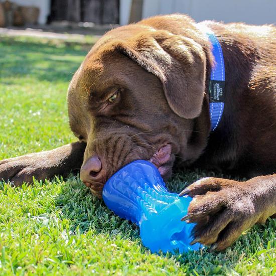Yumz Dog Treat Toy Dog Toy Kane Vet Supplies 