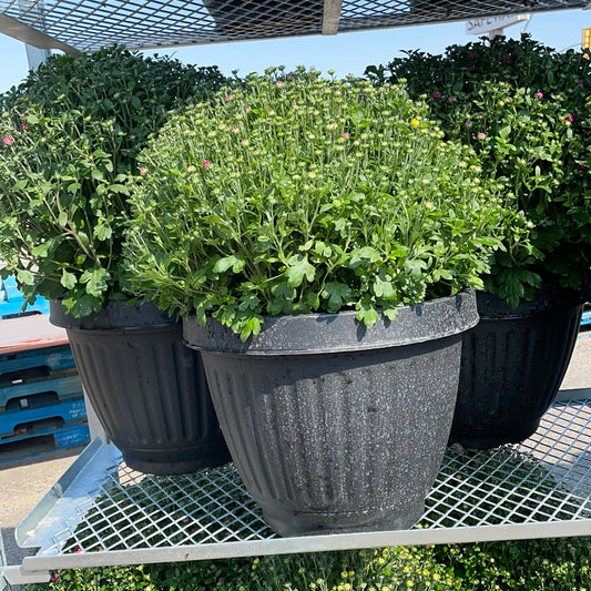 16” Large Fall Mum Planter