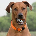 Grinz Dog Treat Ball