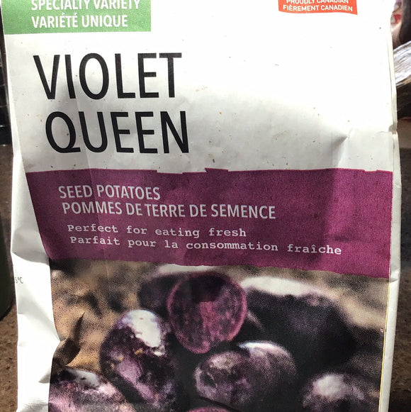 Violet queen seed potatoes