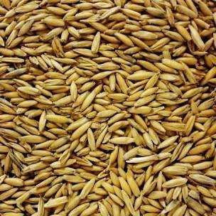 Oats Whole-Triple Cleaned Livestock Feed Jones Feed Mill 