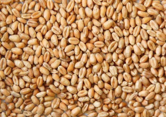 Whole Wheat - Cleaned Livestock Feed Jones Feed Mill 