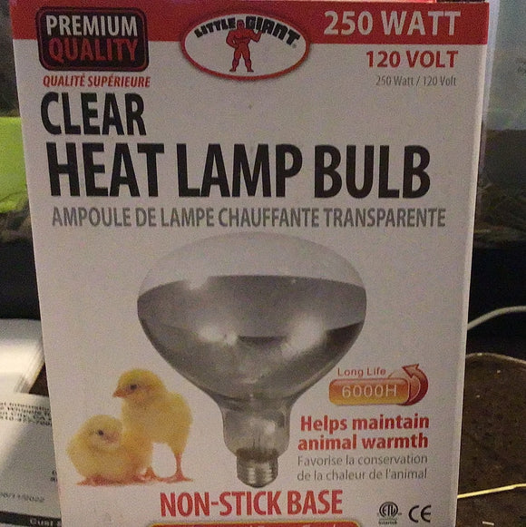 Heat lamp bulb clear