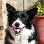 Grinz Dog Treat Ball Dog Supplies ROGZ 