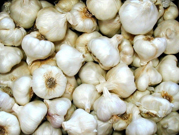 Garlic 'California White' 4 Seed Bulbs