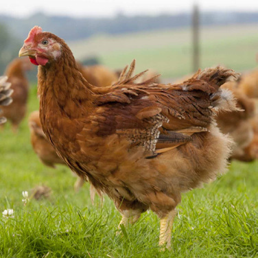 Rustic Ranger Chicks (Alternative Growth Meat Breed)