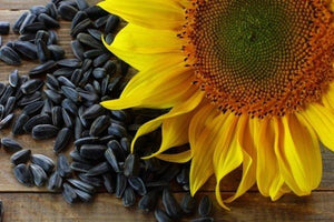 Black Oil Sunflower Seeds 18kg Sunflower Seeds KB Depot Express 