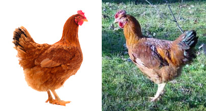 Scarlet Chicks