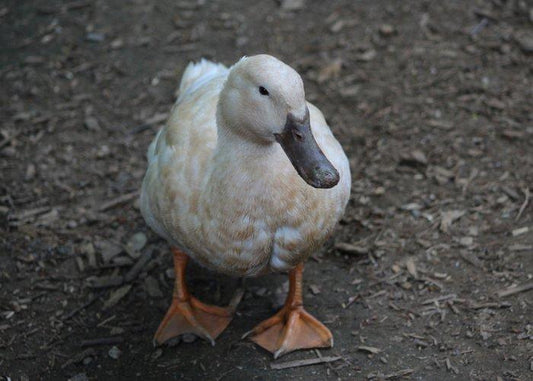 Buff Orpington Ducks Unsexed Exotic Chicks Performance Poultry 