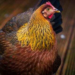 Wellsummer Chicks Female